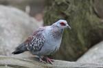 Speckled pigeon