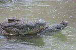 Nile crocodile