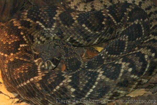 Eastern diamondback rattlesnake