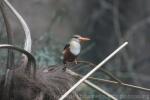 Grey-headed kingfisher