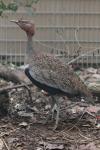 Buff-crested bustard