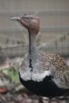 Buff-crested bustard