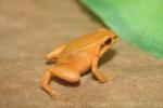 Black-eared mantella