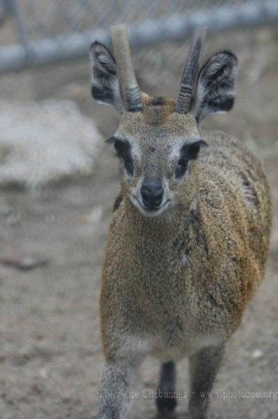 Stevenson's klipspringer *