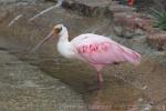 Roseate spoonbill