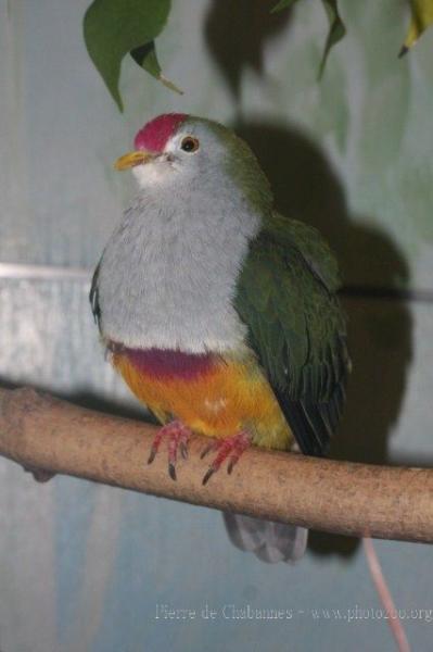 Beautiful fruit-dove