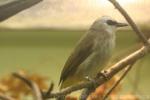 Yellow-vented bulbul