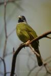 Collared finchbill