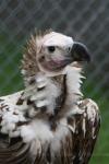 Lappet-faced vulture