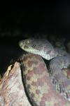 Kanburi pitviper