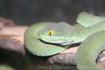 Large-eyed pitviper