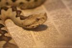 Nose-horned viper