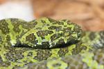 Mangshan pitviper