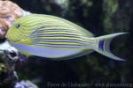 Lined surgeonfish