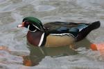 American wood duck