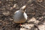 Scaled quail