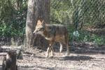 Red wolf