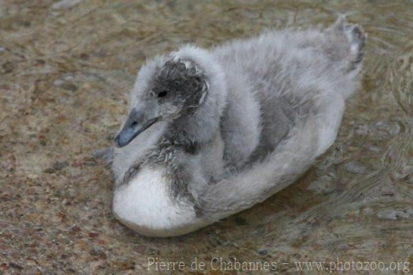 Black-necked swan