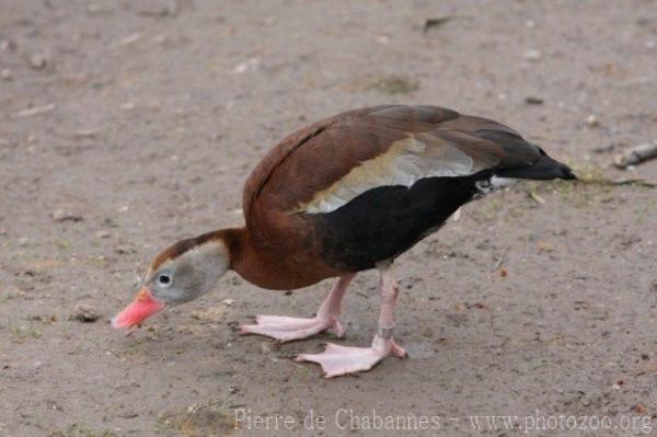 Black-bellied whistling-duck