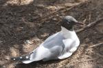 Laughing gull