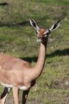 Southern gerenuk