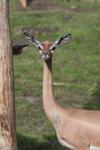 Southern gerenuk