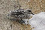 Marbled teal