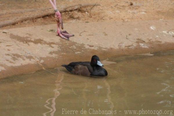 Southern pochard