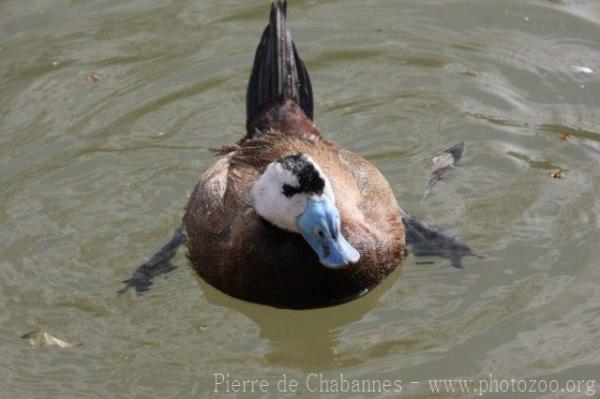 White-headed duck