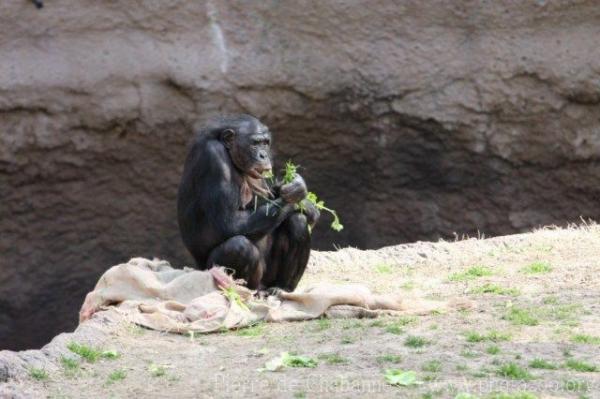 Bonobo