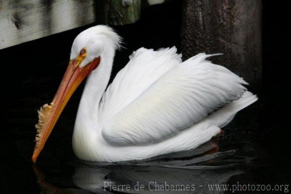 American white pelican