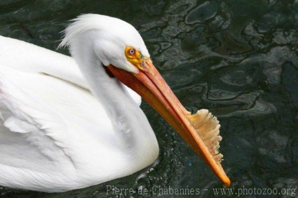 American white pelican