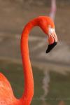 American flamingo