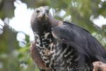 African crowned eagle