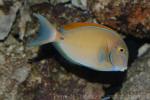 Black-spot surgeonfish