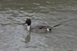 Northern pintail