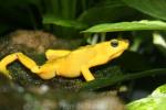 Panamanian golden frog