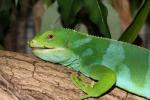 Fiji banded iguana