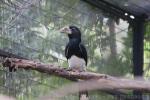 Western piping hornbill