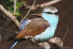 Racket-tailed roller