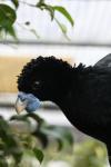 Blue-billed curassow