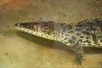 Cuban crocodile