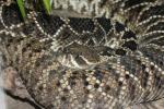 Eastern diamondback rattlesnake