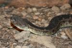 Arizona black rattlesnake