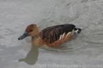 Fulvous whistling-duck