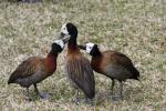 White-faced whistling-duck