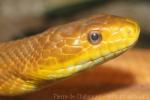 Eastern ratsnake