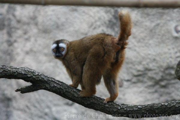 Red-fronted brown lemur