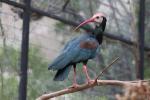 Southern bald ibis