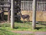 Arabian desert gazelle *